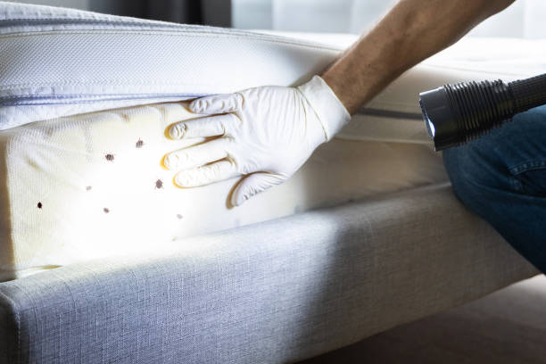 Best Local Pest Control Services  in Mauldin, SC