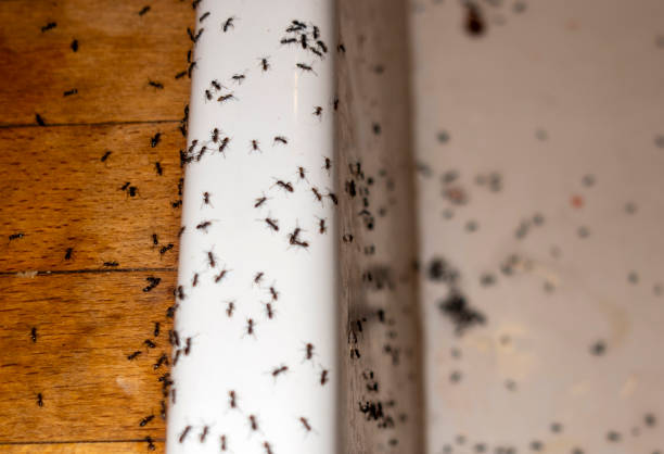 Best Pest Control for Homes  in Mauldin, SC