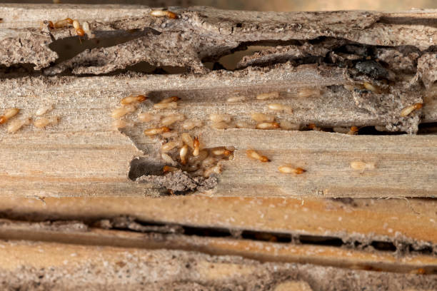 Best Wasp Removal Services  in Mauldin, SC